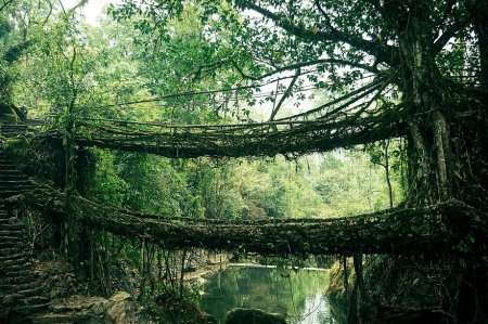 root bridge